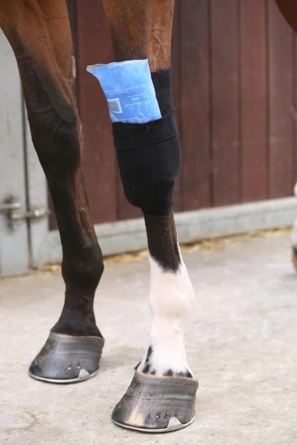 Kentucky Horsewear Tendon Grip Sock Leg Protection 5 Kentucky Horsewear Tendon Grip Sock Leg Protection - Image 5