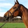 Equilook Professional Flash Noseband Bridle