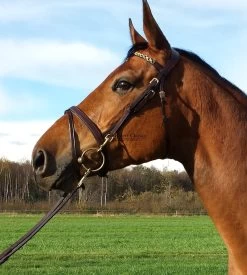 Equilook Professional Flash Noseband Bridle