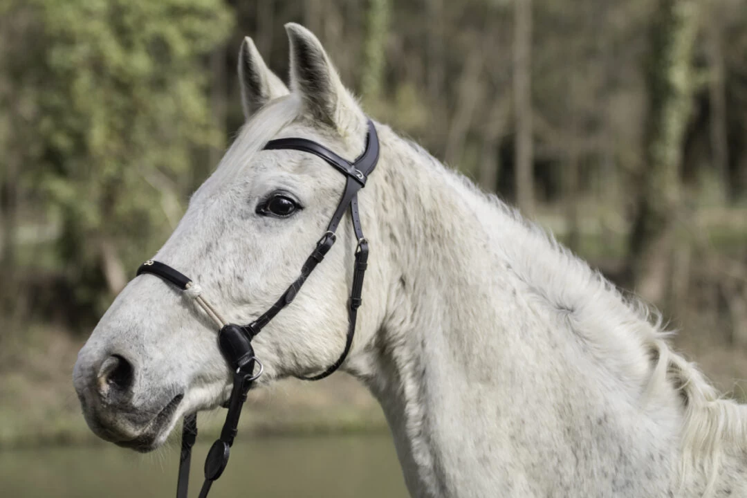 Dyon La Cense Collection Bitless Bridle Black 1 Dyon La Cense Collection Bitless Bridle Black