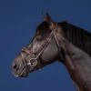 Dyon US Jumping Anatomic Flash Noseband Bridle Brown