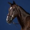 Dyon US Jumping Hackamore Bridle Brown