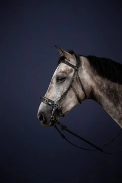 Dyon New English Collection Hackamore Bridle Black